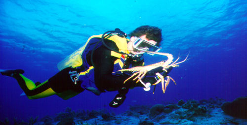 Florida Keys Lobster image